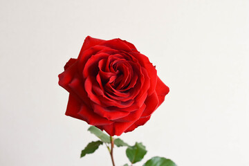赤い薔薇