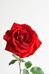 赤い薔薇