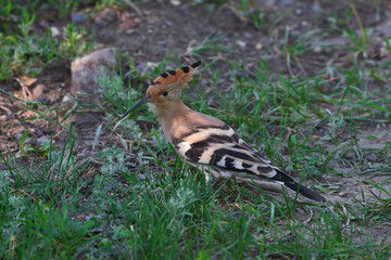 Eurasian hoopoe