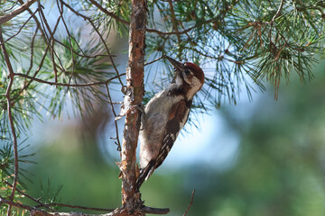 Dendrocopos syriacus