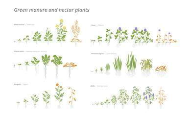 Growth stages of various green manure and nectar plants from seed to maturity