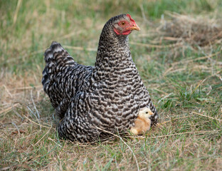 chicken with baby chick on the meadow 