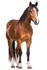 Fototapeta premium Chestnut horse, full body shot, standing still