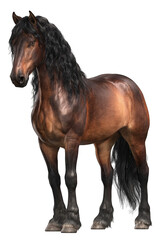 Obraz premium Dark brown draft horse, full body, rich mane and tail