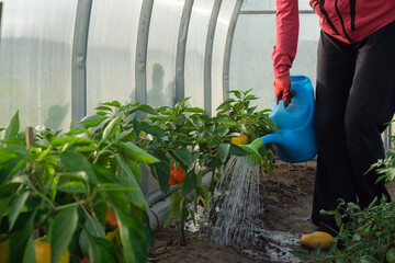 Woman with watering can pouring water to bell pepper plants in a greenhouse. 