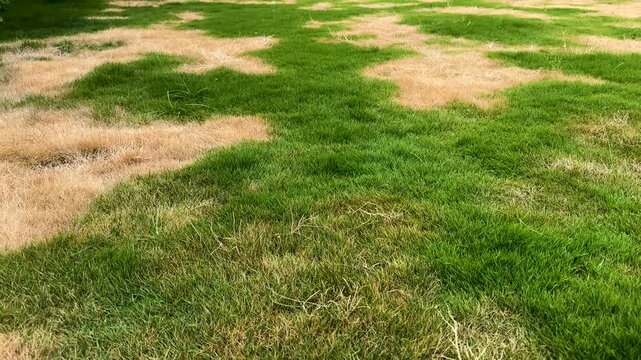 Dried Lawn Grass with Severe Damage. Overheated Lifeless Unhealthy Grass.