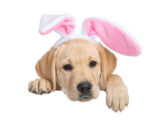 Yellow Labrador puppy wearing pink-and-white bunny ears headband, lying with paws forward and looking at the camera.