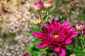 Fototapeta premium Vibrant pink chrysanthemum in bloom, showcasing its beauty with delicate petals and buds.