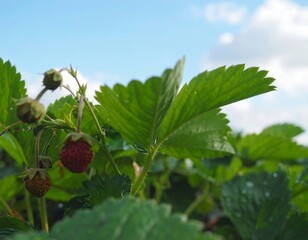 Close-up of strawberry plant