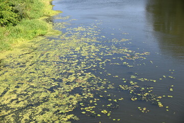 Water lilies covering the bed of the calm Oława River
