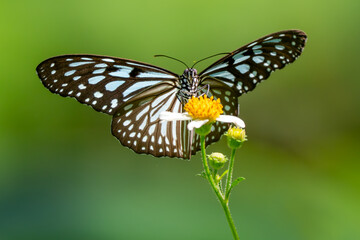 Blue Glassy Tiger butterfly -Ideopsis vulgaris, beautiful large butterfly from Eastern Asian meadows and woodlands, Vietnam.