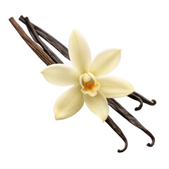 Vanilla flower and beans isolated on transparent background