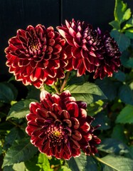 Close-up of three dark red dahlias