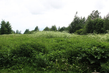 tall thickets of grass against the background of the forest. Abandoned plot of land
