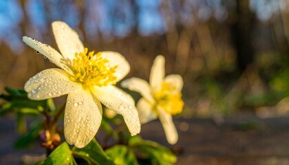 Close-up of two pale yellow flowers