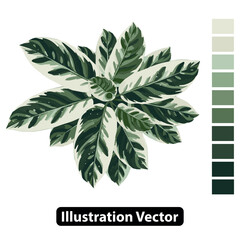 Elegant Green and White Calathea Plant Illustration