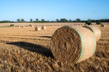 baloty z sianem na polu po żniwach