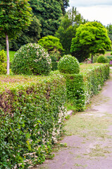 A stunning garden scene featuring expertly trimmed hedges and lush greenery, capturing the essence of a peaceful outdoor space.