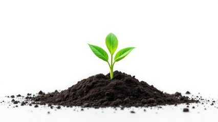 Naklejka premium A small green plant sprouting from a pile of dark soil against a bright white background studio shot