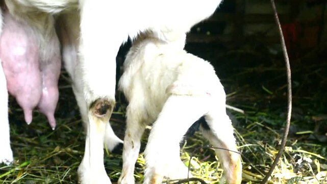 Two little goatlings, suckling goat drinking milk from its mother's teat, it is nursing from its dam. Hungry baby goat kid approaching full udder of mother nanny goat.