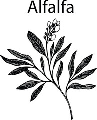 Hand Drawn Alfalfa Botanical Vector Illustration – Vintage Herbal Line Art