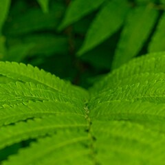 Close-up of vibrant fern fronds