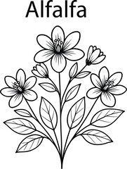 Hand Drawn Alfalfa Botanical Vector Illustration – Vintage Herbal Line Art