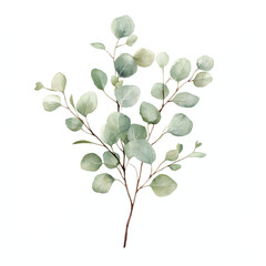 Obraz premium a cute Eucalyptus leaf