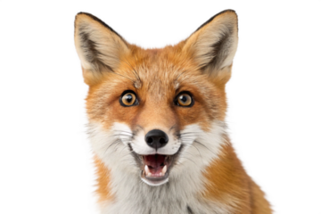 Surprised fox isolated on white background