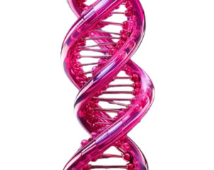 Angled Perspective Pink DNA Strand with Twisting Motion, isolated on transparent background PNG