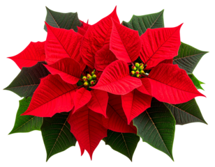 Red Poinsettia Plant with Slight Side Tilt, Decorative Holiday Accent, isolated