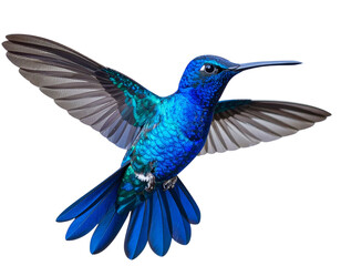 Obraz premium Bright Blue Hummingbird in Mid-Flight with Open Wings, Isolated on Transparent Background