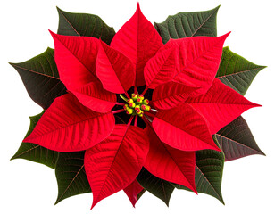 Poinsettia Plant with Top-Down Angle, Showing Leaf and Flower Arrangement, isolated