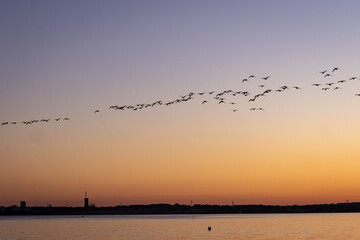 Gänse im Flug beim Sonnenuntergang  © Jens Kestermann