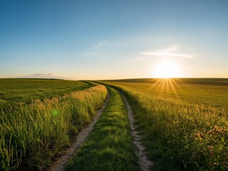 Obraz premium Winding Path Through Green Fields Bathed in Golden Sunlight, A Serene Landscape