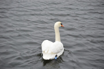 Fototapeta premium Swan family floating peacefully on calm water