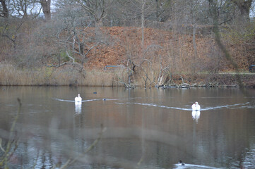 Swan family floating peacefully on calm water