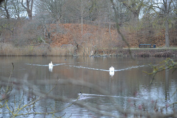 Swan family floating peacefully on calm water
