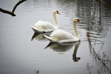 Swan family floating peacefully on calm water