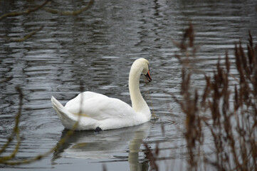 Fototapeta premium Swan family floating peacefully on calm water