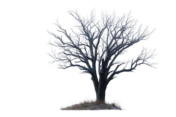 Obraz premium A solitary bare tree stands out against a white background, evoking solitude.
