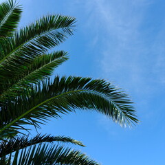 Fototapeta premium 야자수 나뭇잎