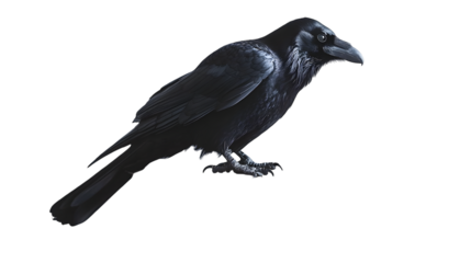 Occult witchcraft raven crow spirit animal dark raven sits on books isolated on transparent background