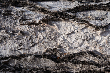 close-up view birch bark unique textures, layers, and natural marks typical birch trees in forest setting. this captures essence wood and nature artistry.