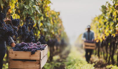 Grape harvest in vineyard during autumn. Workers collecting ripe grapes into crates for winemaking.