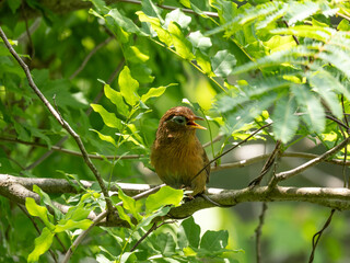 大きく口を開けて縄張りを主張する小鳥