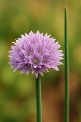 Obraz premium Blooming Chive Flower Macro – Vibrant Purple Petals and Slender Green Stem with Soft Natural Background