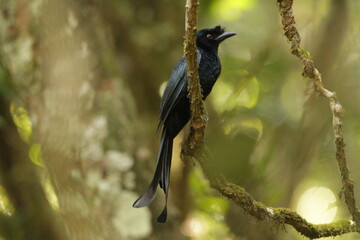 Amazing Birds in the Sinharaja Forest, Sri Lanka 