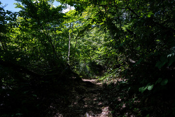 湖畔の森の歩道　長野県小谷村　鎌池