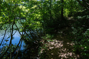 湖畔の森の歩道　長野県小谷村　鎌池